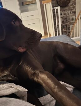 Labrador 9 Monatel alt - Dresden