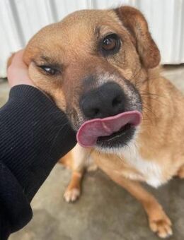 Elly - auf Pflegestelle in Hamburg - Hamburg