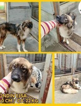 Notfall Elsa sucht dringend zuhause - Margetshöchheim