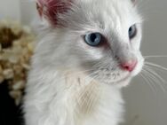 Weißes Maine Coon Kitten (Kater) mit blauen Augen - Ratekau