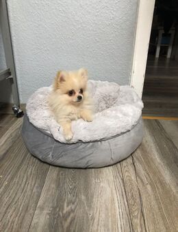 Pomeranian 2 rüden 3 mon alt - Wiesbaden