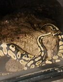 Königspython abzugeben in 44867