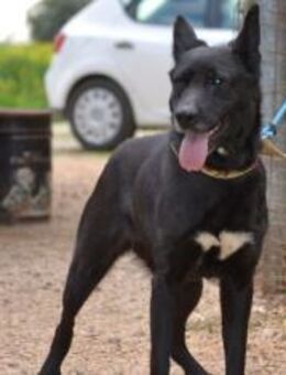 Clevere Kira sehnt sich nach Menschen - Mettmann