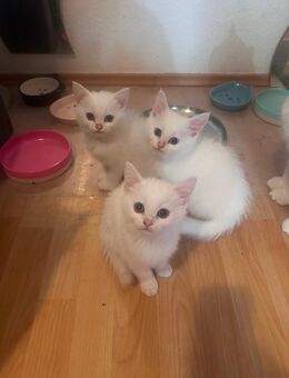Süßer weißer BKH Kitten sucht Familie - Düsseldorf