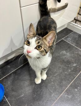 Kater sucht neues zu Hause - Bielefeld Quelle