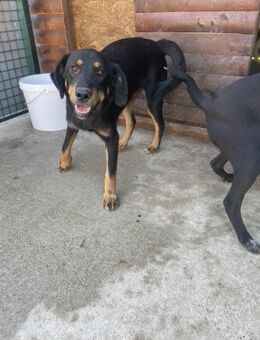 Rocky sucht liebevolles Zuhause - Hamburg