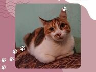 Katze Polly sucht ihr eigenes Körbchen - Lalendorf