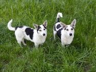 Mara und Max suchen ein Zuhause - Kleinostheim