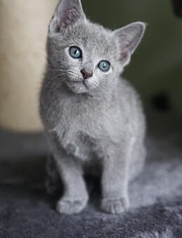 Russisch Blau Kitten - Kirn Zentrum