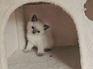 Reinrassige Britisch kurzhaar kitten mit Himmel blau Augen - Düsseldorf