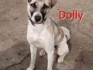 DOLLY ❤ sucht Zuhause oder Pflegestelle - Langenhagen