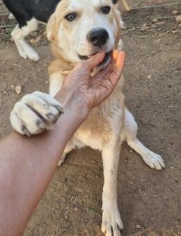 Kalinda - süßes, anhängliches Hundekind - Mettmann