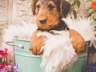 5 süße freche Airedale-Terrier - Rüden (Welpen) suchen ihr aktives für-immer-Körbchen - Kretzschau