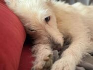 Lluna verdient das schönste Zuhause..... - Laatzen