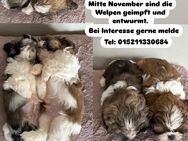 Shih Tzu Welpen - Pfaffenhofen (Ilm)