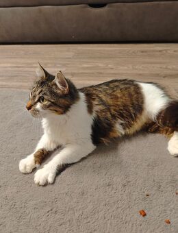 Katze 4 Jahre alt - Nürnberg