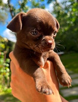 Kurzhaar Chihuahua Welpen „Schoko“ – liebevoll aufgezogen, bestens sozialisiert - Berlin