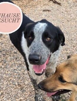 Liebevoller BOBI sucht Zuhause ❤️ - Saarbrücken