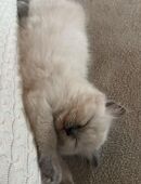 🐾 Ragdoll-Kater ohne Papiere – geimpft, entwurmt & gechipt – Abgabe ab 12 Wochen in liebevolle Hände 🐾 in 26419