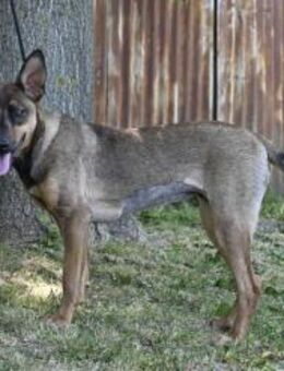 Carmen SI Freundliche Junghündin - Neustadt (Rübenberge)