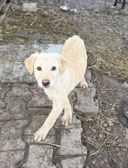 Jakob von kettenlos - Bollingstedt