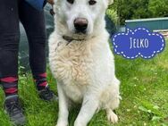 Jelko ein wundervoller Bub - Flörsheim-Dalsheim