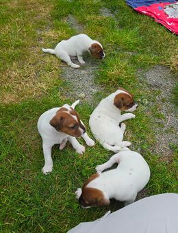 2 tolle Parson Jack Russell Terrier Rüden suchen ihre Zuhause - Beverungen