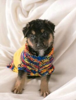 Welpenbub Mars 🧡 - Laufen