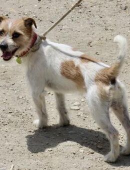 Kiko, zutraulich, neugierig, offen - Westerholt