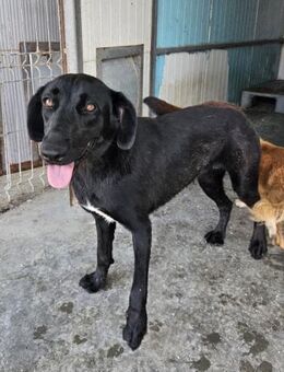 SUMI ist voller Lebensfreude - Weilheim (Oberbayern)