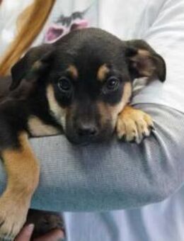 Bully ❤️ Schutzgebühr 500 Euro - Burgsinn