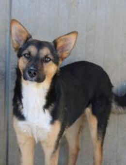 Muffin sucht eine Pflegestelle - Celle