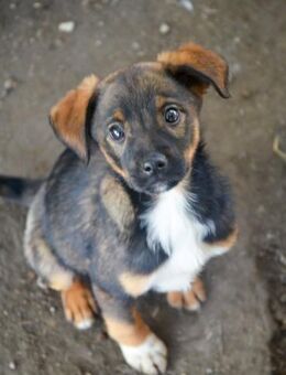 TEDDY -Schmusehund sucht Kuschelkörbchen - Erfurt