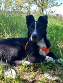 Kleiner Ritchie, bei dem nix falsch - Augsburg