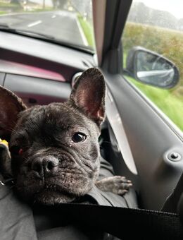 Französische Bulldogge - Hildesheim