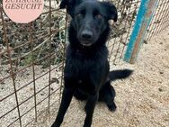 Aufgeschlossene SUZI sucht Familie ❤️ - Saarbrücken