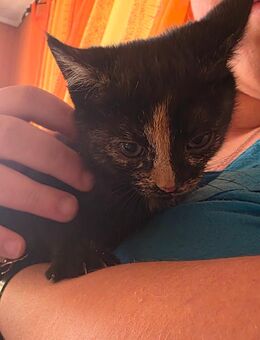 Wunderschöne Katzenkinder Babykatze Glückskatze - Ibbenbüren
