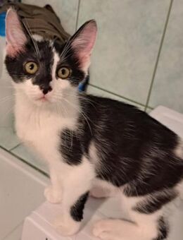 Isabella, ca.3,5 Monate, Zuhause gesucht - Grimburg