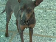 lustiger Zwergpinscher Rüde Kuki - Tübingen