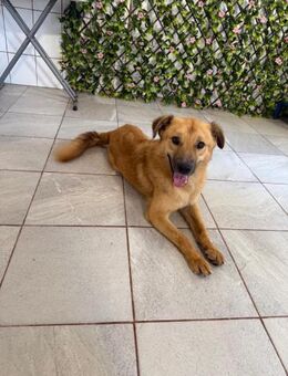 🧡Freundlicher Leo sucht Zuhause🧡 - Eislingen (Fils)