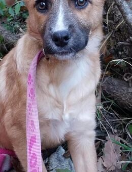 Una, sucht tierliebende Menschen - Dich - Philippsburg