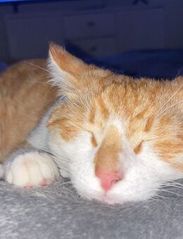 2 Kater suchen ein Zuhause mit Freigang. - Hamburg Hamburg-Nord