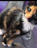 Maine Coon Glückskätzchen Mix in 51702