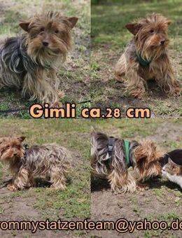 Gimli sucht ein einfühlsames Zuhause - Schafflund