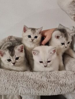 Wunderschöne Britisch Kurzhaar Kitten - Burgkirchen (Alz)
