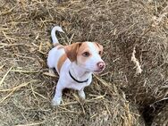 Jack Russell Mix Rüde - Leer (Ostfriesland)