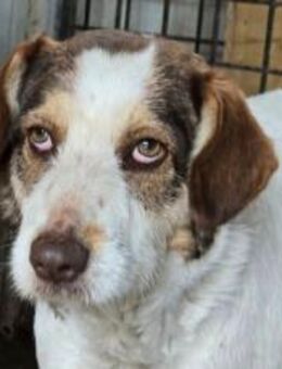 Fauna sucht ein ländliches Zuhause - München