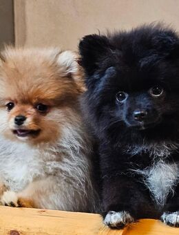 Pomeranian / Zwergspitz 2 Rüden suchen ein Zuhause - Wiesau