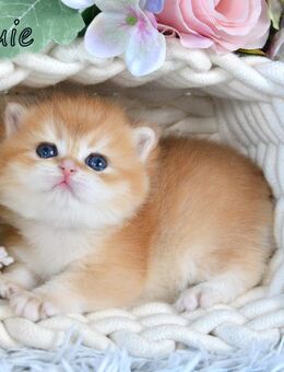 BKH Britisch Kurzhaar Golden Shell Kitten, Junge LEO LOUIE - Frankfurt (Main)