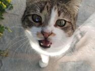 Leie, freundliche Katze,3 Jahre in 91058 - Vaterstetten